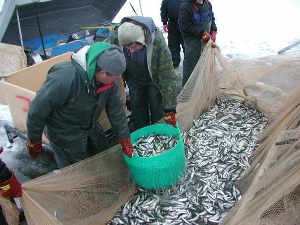 daily catches can be 20 000 kg/ one group/day Fishery during the open water