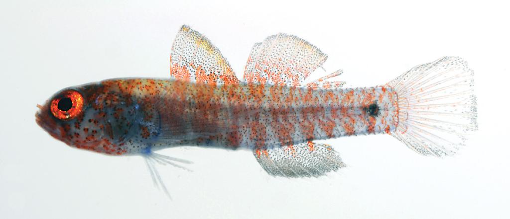 Figure 3. Eviota shibukawai, freshly collected paratype, NSMT-P 114947. Photograph by Koichi Shibukawa. band of chromatophores, lower half lighter with a few scattered larger, dark chromatophores.