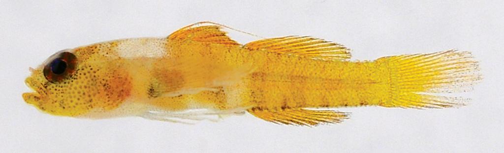 38 Figure 7. Eviota filamentosa, fresh holotype in breeding color, KAUM-I. 50855. Photograph by KAUM Fish Team. of dark chromatophores overlaid with orange. Operculum red-orange.