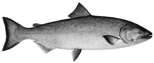 edu/flow MICHU-05-420 Copy Master Chinook salmon Yellow