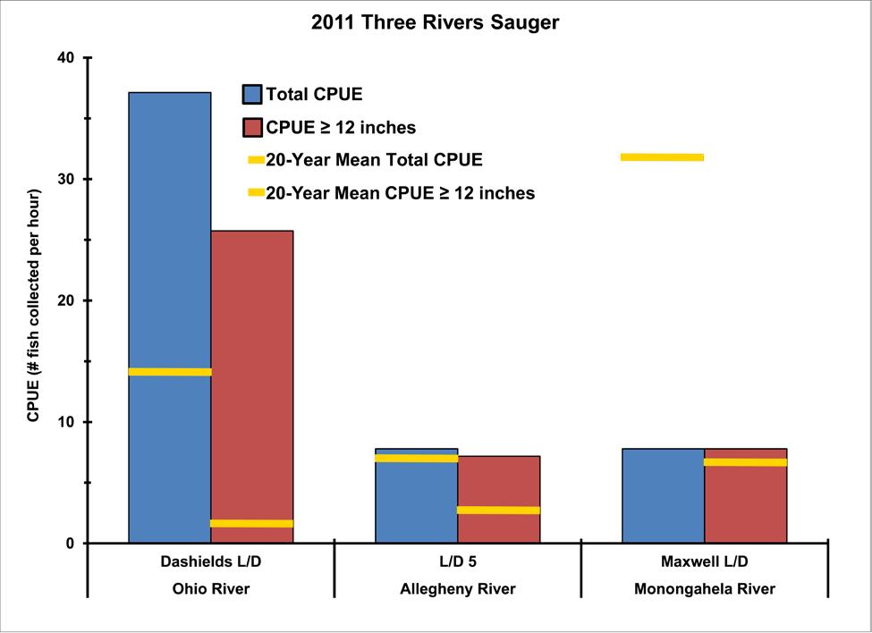 Sauger At Dashields L/D tailwaters, 62 sauger were collected, the most among the tailwaters in 2011 (Table 1). Maxwell L/D and L/D 5 were tied with only 13 sauger each.