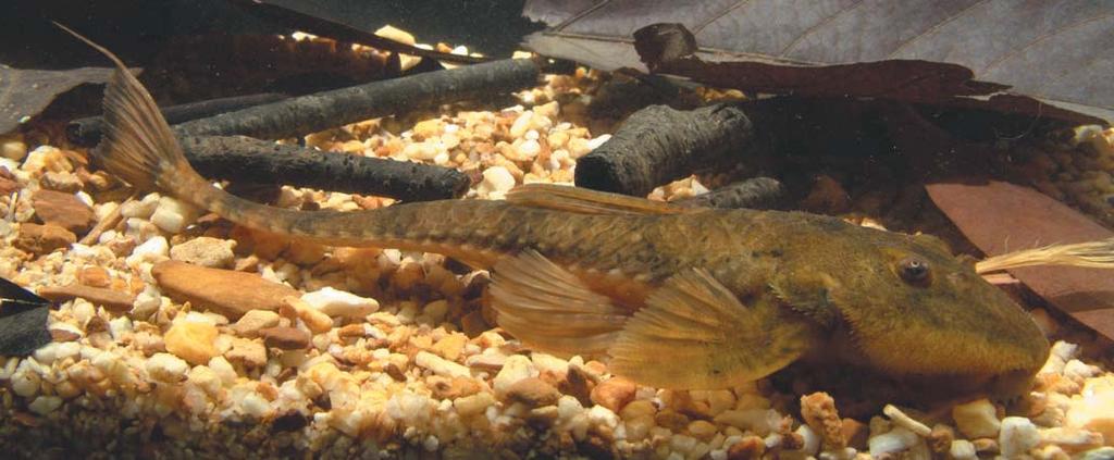 350 Rineloricaria osvaldoi: a new species of armored catfish from rio Vermelho pores of sensory system dark, especially around infraorbitals. Five dark brown transversal bars along body.