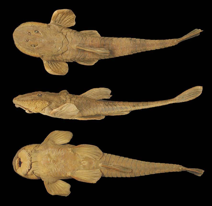 I. Fichberg & C. C. Chamon 353 Fig. 6. Rineloricaria latirostris, lectotype, BMNH 1899.12.18.6, 228 mm SL (photo by C. Zawadzki); dorsal, lateral and ventral views.