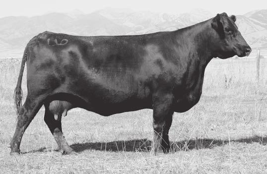 37 A materl sister to the grandam of VDAR Cedar Wind 8111, the $37,500 top-seller of the 2012 VDAR Bull Sale.