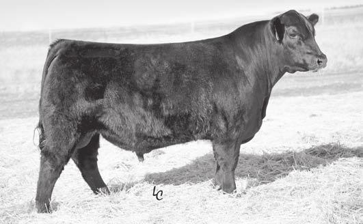 The proven balanced-trait sire who sold more total units of semen at one point in the Accelerated Genetics AI Stud of all bulls, both beef and