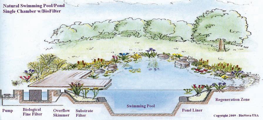 The BioNova Process of Filtration Below is an example of a single chamber pool where the swimming area and the regeneration zone are part of one basin.
