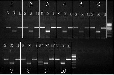 650 T. Zhou et al. Figure 2. A representative gel of a restriction enzyme analysis carried out on Varroa mite isolates from China.