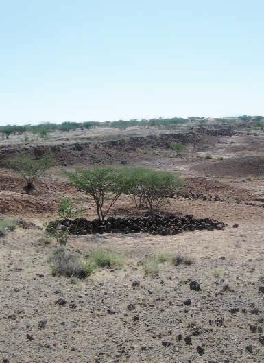 NEWSFOCUS Ardipithecus ramidus Habitat for Humanity ARAMIS, ETHIOPIA A long cairn of black stones marks the spot where a skeleton of Ardipithecus ramidus was found, its bones broken and scattered on