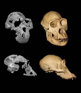 Authors Summaries The Ardipithecus ramidus Skull and Its Implications for Hominid Origins Gen Suwa, Berhane Asfaw, Reiko T. Kono, Daisuke Kubo, C. Owen Lovejoy, Tim D.