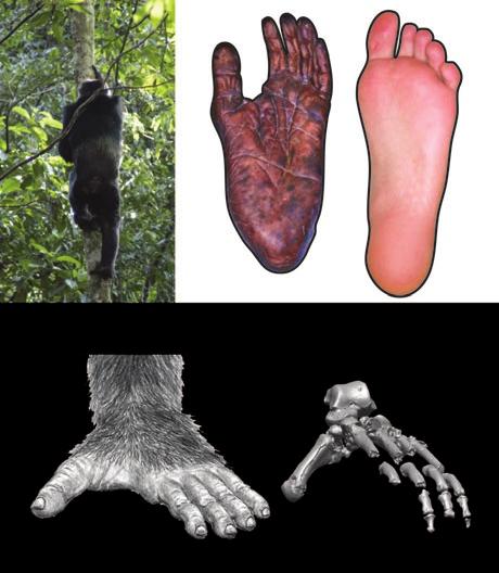 Authors Summaries Combining Prehension and Propulsion: The Foot of Ardipithecus ramidus C. Owen Lovejoy, Bruce Latimer, Gen Suwa, Berhane Asfaw, Tim D.