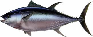 WHY??? Case study experiment: Export delays to Japan To implement traceability in fishing of tuna, skipjack and neritic tuna To support combating IUU Fishing To conduct management practice of tuna,
