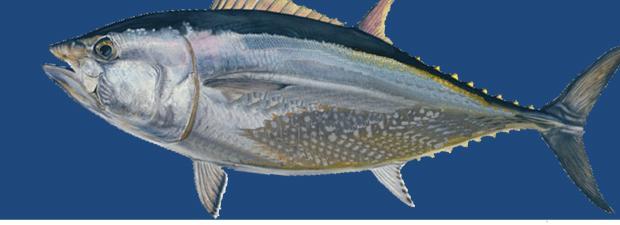 fisheries Commision Status : CNM, June 2013 IATTC ICCAT : Inter-American