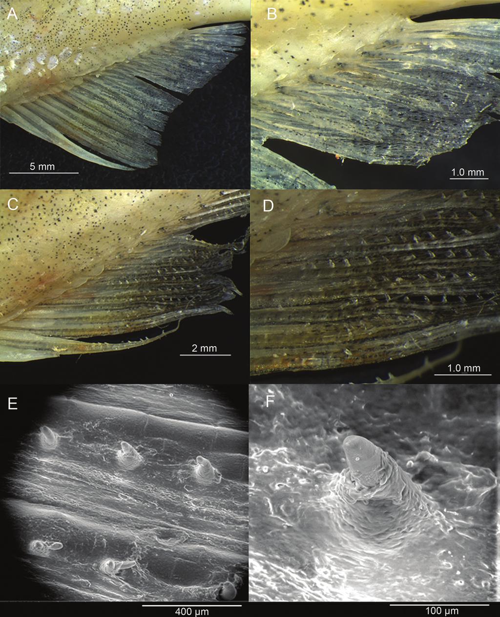 Speciation in Astyanax scabripinnis species complex 434 Fig. 4. Details for the anal fin of male of A. aff. scabripinnis with and without hooks. A: Anal fin of male from Ribeirão Grande (662 m a.s.l.); B: detail of fin without hooks; C: Anal fin of male from Ribeirão Grande (1850 m a.