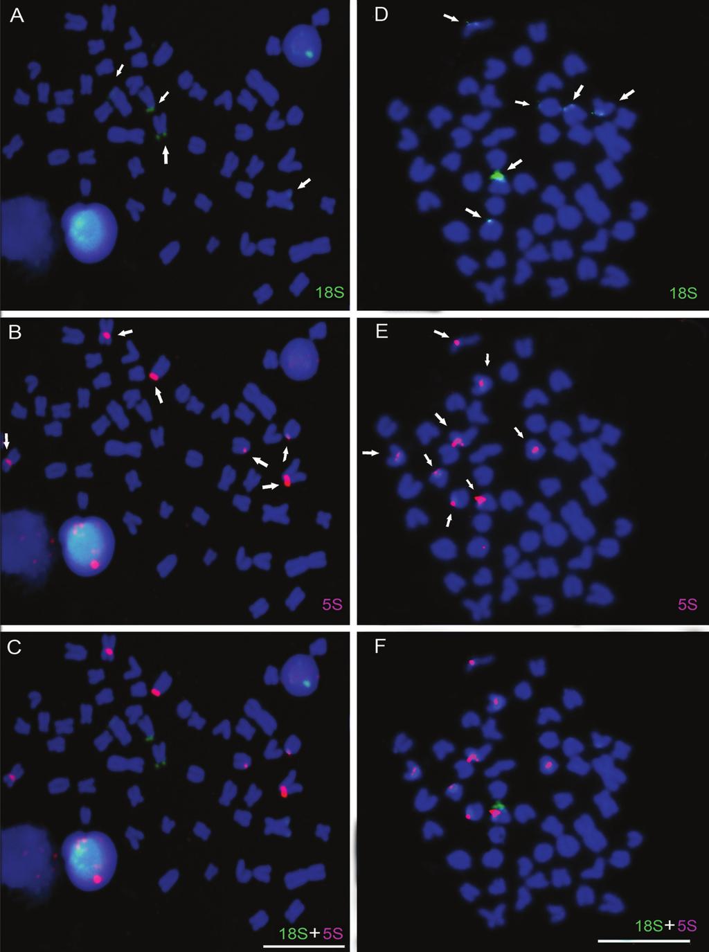 436 Speciation in Astyanax scabripinnis species complex Fig. 7. Fluorescence in situ hybridization with 18S rdna (A and D) and 5S rdna (B and E) probes. Overlapping of images (C and F).