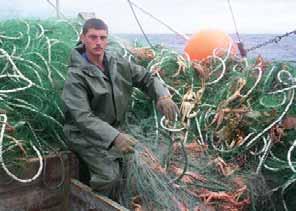 during the preceding year. Recovery efforts in the mid-1970s yielded hundreds of lost gillnets. Fewer and fewer nets were lost or found in the following decade suggesting that the problem had peaked.