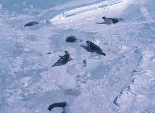 Impact of Seals and the Seal Fishery on Fish Stocks Figure 15.31: Seals on the ice.
