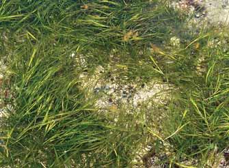 ENVIRO-FOCUS Eelgrass Along many shorelines hidden underwater meadows grow in areas protected from strong currents and powerful waves.