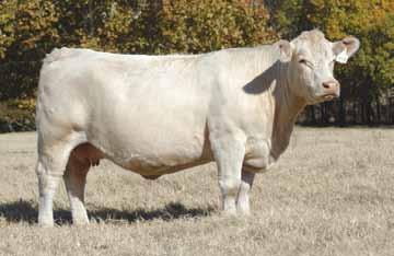 Her calves will be very marketable and should have abundant style and correctness. JDJ Ms Dynasty L428 