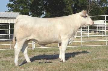 23 BARA Ms N03 Reality 23Z BARA Ms N03 Reality 23Z Sells as Lot 23...daughters also sell! 3.1.12 polled EF1165208 LE 23Z AI 12.2.16 to M6 Full Throttle 2138 P, ultrasound checked safe with LHD PERFECT ALI G1312 ET heifer calf.