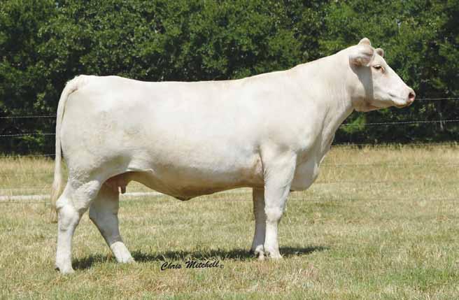 ) CJC MS PRODUCTIVE K1645 23Z has proven to be one of the all-time best producing daughters of M762026 $ SILVERBOE SON 627YB Reality and not surprising since she is out of a full sib to JDJ Smokester