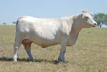 RCR Ms Commander N03 PET Donor dam of Lot 25 pregnancy...progeny also sell!