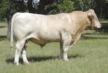 UNLIMITED YL13POLLED JN REBA 456 TINA B 376 4.1-0.7 17 35 2 4.9 11 0.5 Checked safe with heifer calf sired by BHD Asset B178 P; expected to calve 10.4.17. The Muffin 55 cow has been a very prolific and productive cow.