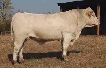 908 is a descendant to the LHD Ms Smoothdeal B916, the first cow at De- Bruycker s to wean a 1,000 lbs calf off grass only.