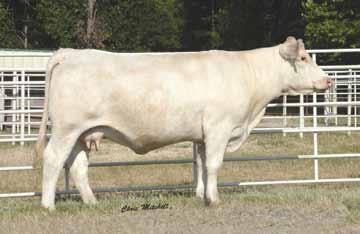 A rare opportunity to get a True Mark cow and this is an exceptional one and great producer. Her 2015 bull calf sold to Dale Holly and her 2016 bull calf died of pneumonia.