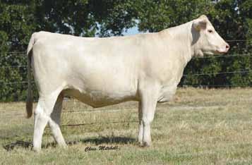 This big, square hipped heifer, offers tremendous genetic potential to elite herds! BARA Ms Kojack Oak 33B P Sells as Lot 55 56 BAMBOO Ms Paradigm 4349 11.21.