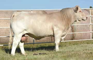 RS Mr OkieMax D1213 Selling as Lot 2...service & progeny also selling. 2 RS Mr OkieMax D1213 2.22.