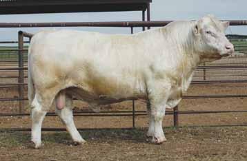11 CJC Ms Cigar Y757 CJC Ms Cigar Y757 Sells as Lot 11...progeny also selling! 2.21.11 polled F1148569 RE Y757 11A: Polled bull calf (E757,) born 2.11.17, sired by M6 Full Throttle WCR SIR PERFECTION 734 2138 P ET, BW: 78.
