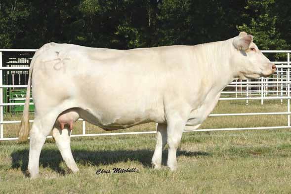 M434790 LHD MR BELLMARK R113 Purchased as a first calf heifer, (with 10 at side), this remarkable Cigar OCR CLASSIC QUEEN 46N cow has proven up to his name.