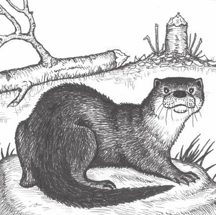 Foothold traps, and especially bodygrip traps, set in these travelways where otters are present have a high potential for taking otters.