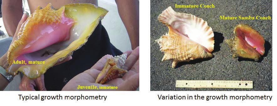 44 Regional Queen Conch Fisheries Management and Conservation Plan FIGURE A2.