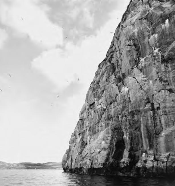 Museum Tusculanum Press :: info@mtp.dk :: www.mtp.dk SUBSISTENCE Fig. 9.28. Bird cliff dominated by nesting kittiwakes, Qoornua Sound. There are several bird cliffs in Sydostbugten.