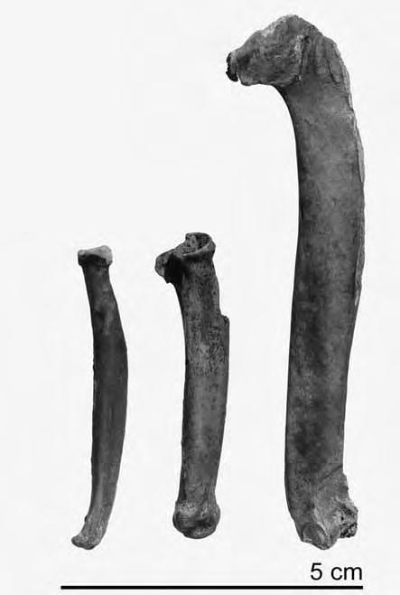 Wing bones from a great auk, the northernmost find of this extinct bird in the Western Atlantic (photo: Geert Brovad). sionally were part of the menu (Table 9.12).