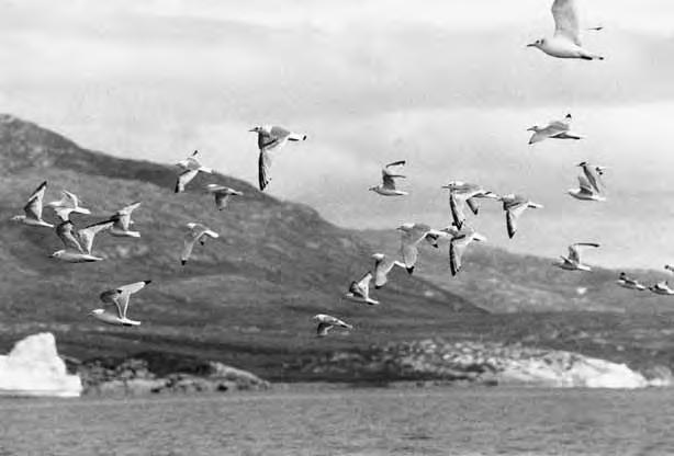 Museum Tusculanum Press :: info@mtp.dk :: www.mtp.dk SUBSISTENCE Fig. 9.31. Flocks of kittiwakes are encountered feeding in the bay throughout the summer (photo: Morten Meldgaard).