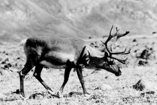 Museum Tusculanum Press :: info@mtp.dk :: www.mtp.dk SUBSISTENCE Fig. 9.35. Caribou are found in the interior regions east and south of Sydostbugten (photo: Bjarne Grønnow). kill.