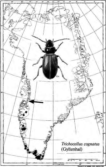 PALEO-ENVIRONMENT Museum Tusculanum Press :: info@mtp.dk :: www.mtp.dk Fig. 3.2. Present distribution of the holarctic, boreal to low arctic weevil Dorytomus imbecillus (Böcher 1988b:66-7).