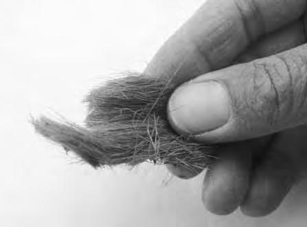 A tuft of hair still flexible exemplifies the generally fine preservation of hair, feathers, claws and other keratinous materials in layers 5 and 6 (photo: Geert Brovad). Fig. 6.16.