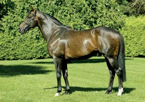 International standing INVINCIBLE SPIRIT Invincible Spirit was purchased by the Irish National Stud in Co. Kildare in 2002 to commence stud duties in 2003.