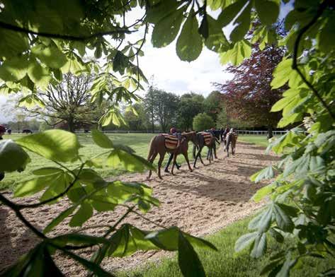 Domestic importance Education and equine health and wellbeing The welfare of both equine participants and its diverse workforce are crucial to maintaining the health of the Irish Breeding and Racing