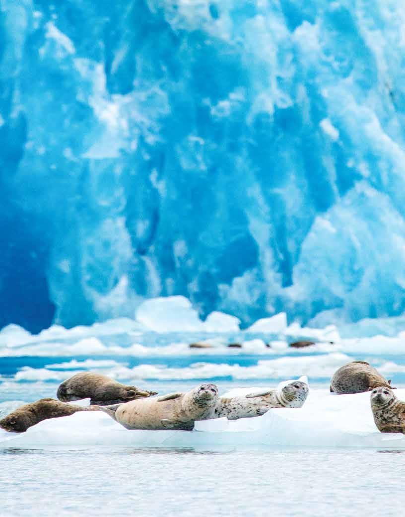 Harbor seals hauled out on icebergs