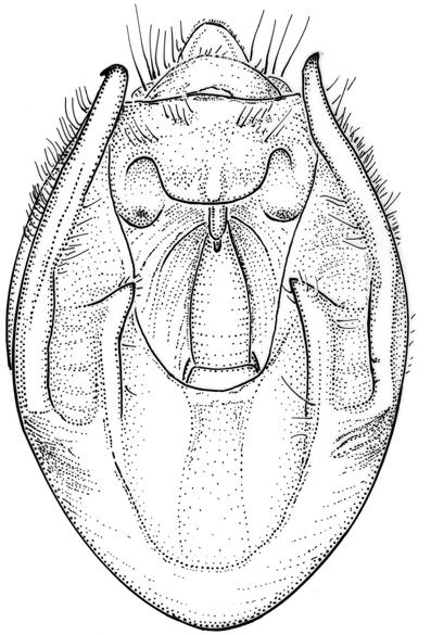 partim: the specimens from Balabac (BMNH) and from Palawan (NHRS) listed below as holotype and paralectotype of M. palawanensis may be part of the type series of M. affinis). [Misidentification.