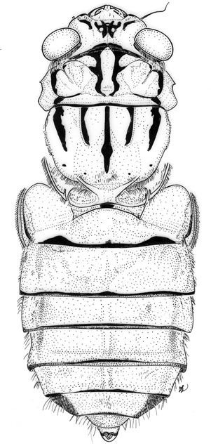 Duffels: Revision of Maua (Cicadidae) 307 1 2 Figs 1 2. Maua quadrituberculata, male, Sarawak, Gunung Mulu Nat. Park, Site 7. 1, male body in dorsal view; 2, male abdomen in ventral view.