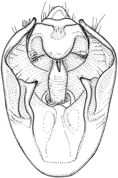 Duffels: Revision of Maua (Cicadidae) 309 5 6 Figs 5 6. Male pygofer in ventral view. 5, Maua quadrituberculata, Sarawak: Gunung Mulu Nat. Park, Site 7; 6, Maua affinis, holotype.