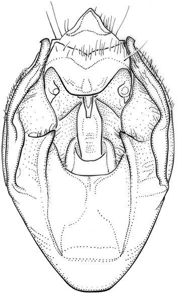 Basal pygofer lobes consisting of a pair of slightly converging ridges that are broadly connected with lateroventral part of pygofer, reach to three fifths of pygofer length, and are apically acute.