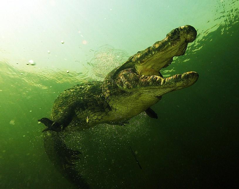 Diving The Nile With Dinosaurs Okavango River, Botswana Text and photos by Amos Nachoum My guide and I saw the croc on the surface, basking in the sun, laying on the