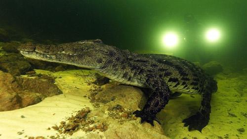CLOCKWISE FROM LEFT: Rear view of a Nile croc; Croc inspecting underwater filmmaker, Brad Bestelink; Brad and croc in
