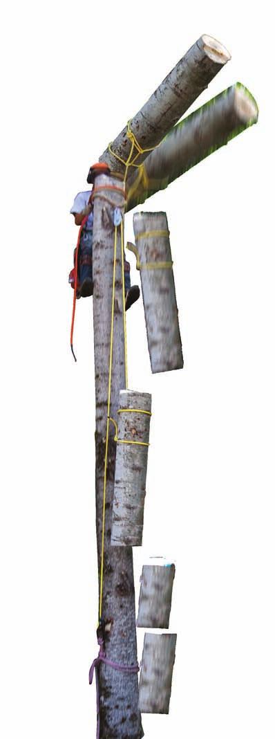 Energy Absorption in Arborist Rigging TECHNICAL INFORMATION When rigging trees for limb or top removal, care must be taken to avoid failure in any part of the system, including the limbs and hardware